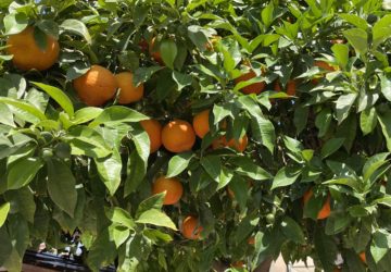 Orangen Baum Mallorca Früchte