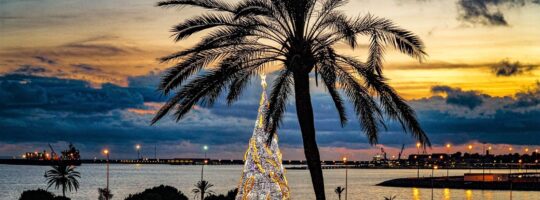 Palma im Lichterzaube